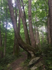Tilia americana heterophylla