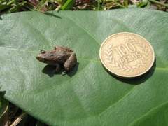 Pseudopaludicola pusilla