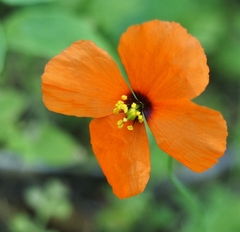 Papaver heterophyllum