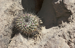 Mammillaria craigii