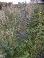 Echium vulgare