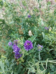 Medicago sativa