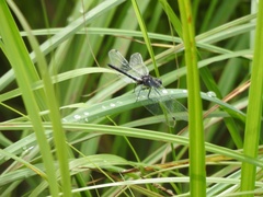 Leucorrhinia proxima