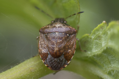 Cosmopepla intergressa