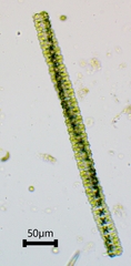 Desmidium