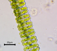 Desmidium