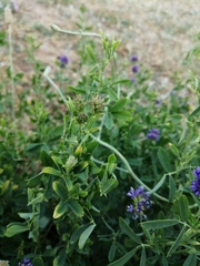 Medicago sativa