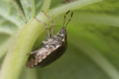 Cosmopepla intergressa