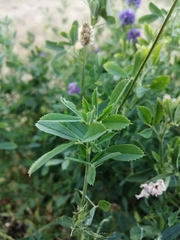Medicago sativa