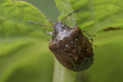 Cosmopepla intergressa