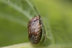 Cosmopepla intergressa