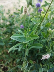 Medicago sativa