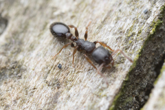 Leptothorax canadensis