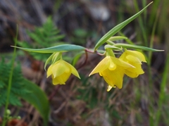 Calochortus pulchellus