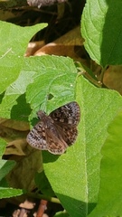 Erynnis martialis