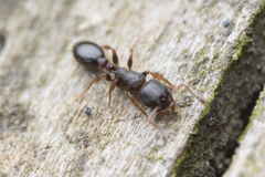 Leptothorax canadensis