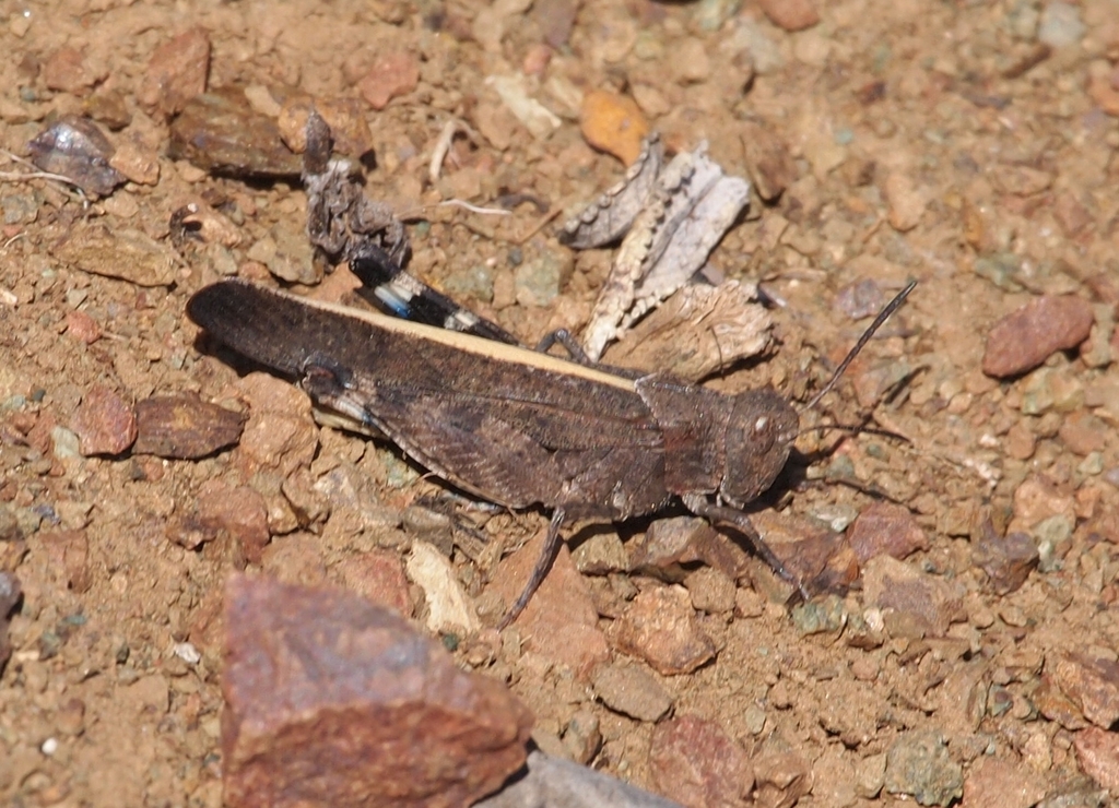 Arphiini