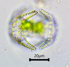 Staurastrum cerastes