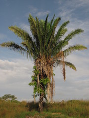 Attalea butyracea