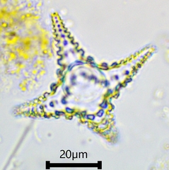 Staurastrum cerastes