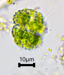 Cosmarium ornatum