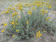 Tanacetum achilleifolium