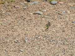 Gomphurus