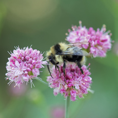 Eriogonum grande rubescens