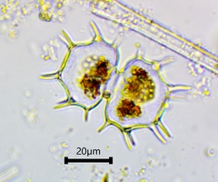 Xanthidium cristatum