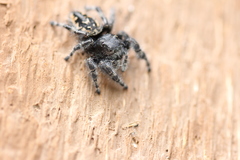 Phidippus borealis
