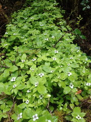 Cornus unalaschkensis