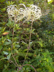 Clematis reticulata