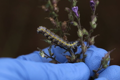 Sympistis perscripta