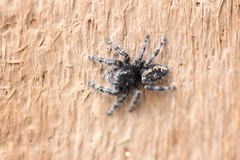 Phidippus borealis