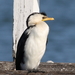 Australian Little Pied Cormorant - Photo (c) Arthur Chapman, some rights reserved (CC BY-NC-SA)