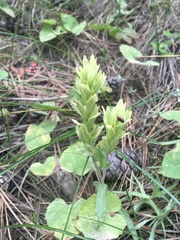 Castilleja lutescens