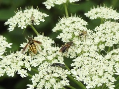 Somula decora