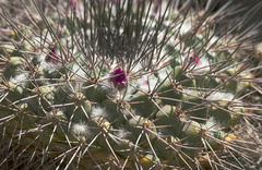 Mammillaria craigii