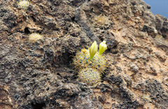 Mammillaria tezontle