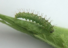 Dejongia lobidactylus