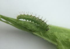 Dejongia lobidactylus