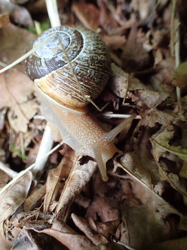 Oregon forestsnail