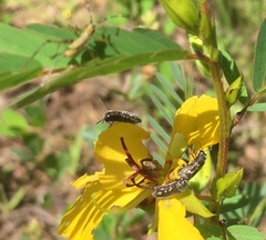 Acmaeodera neglecta
