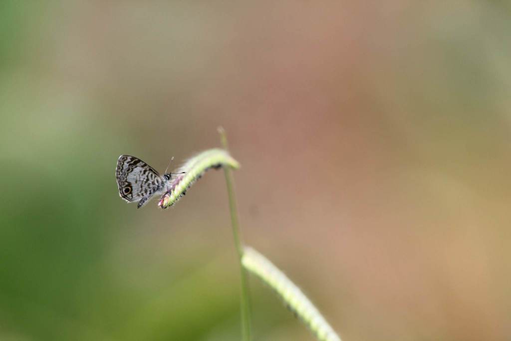 Leptotes perkinsae