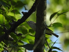 Vireo gilvus