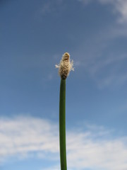 Eleocharis elegans