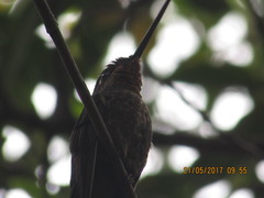 Coeligena bonapartei