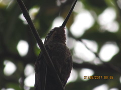 Coeligena bonapartei