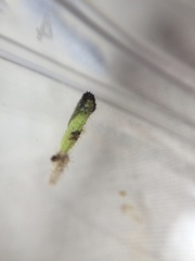 Dejongia lobidactylus