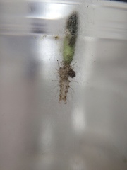 Dejongia lobidactylus